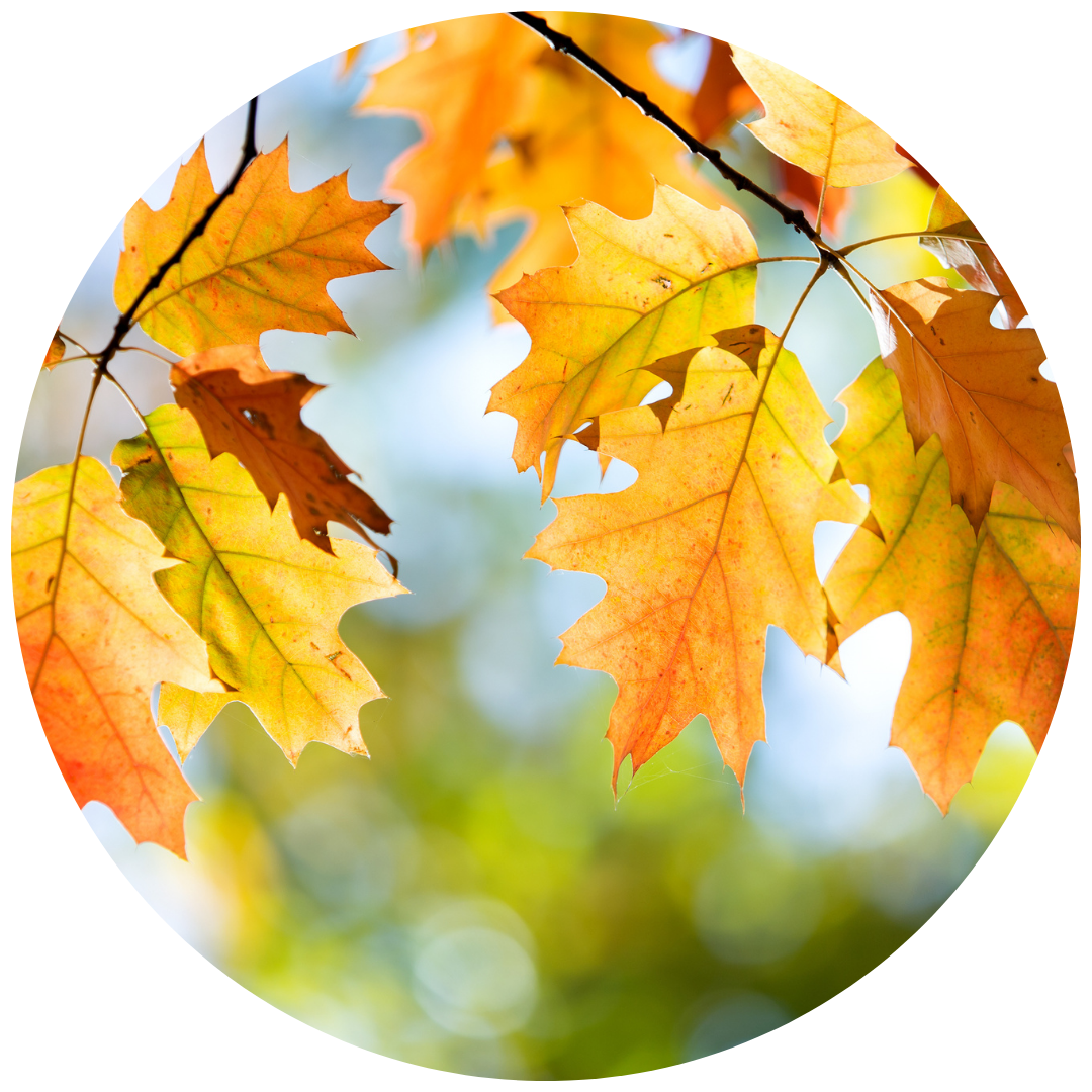 Untitled design - 2025-10-16T120048.632 Untitled design - 2025-10-16T120048.632